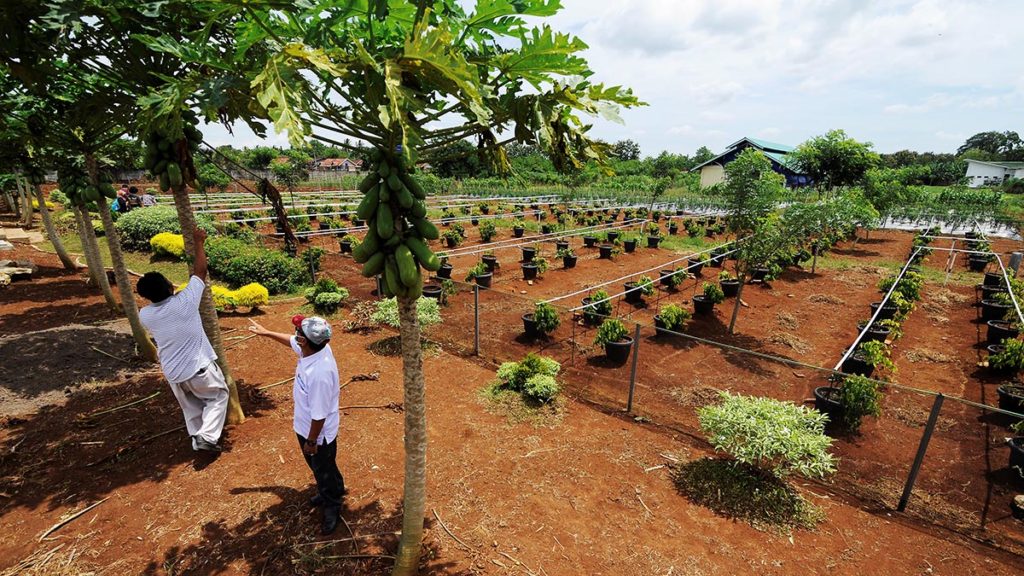 lokasi rempah ratus di negara kita lokasi rempah ratus di negara kita